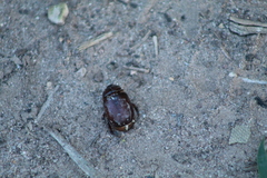 Pentodontini