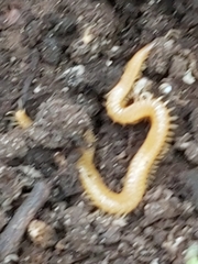 Haplophilus subterraneus