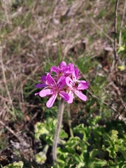 Pelargonium capitatum