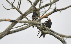 Cathartes burrovianus