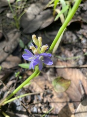 Pontederia vaginalis