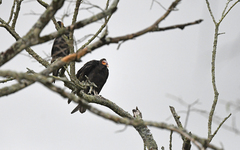 Cathartes burrovianus