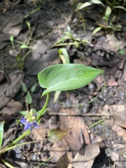Pontederia vaginalis