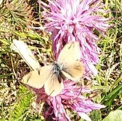 Papilionoidea