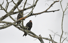 Cathartes burrovianus