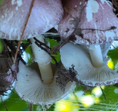 Inocybe lilacina