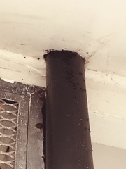 Tetragonula carbonaria