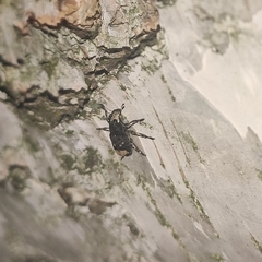 Tropideres albirostris