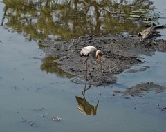 Mycteria ibis