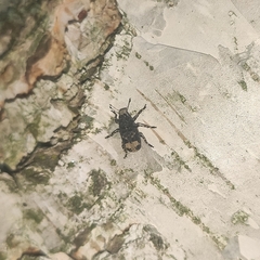 Tropideres albirostris