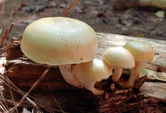 Neolentinus lepideus