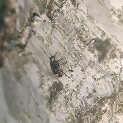 Tropideres albirostris