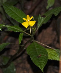 Impatiens oncidioides