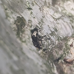 Tropideres albirostris
