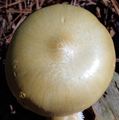 Neolentinus lepideus