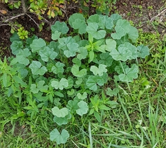 Malva parviflora