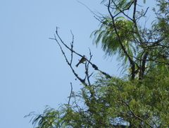 Tyrannus melancholicus