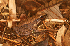 Sylvirana mortenseni