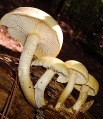 Neolentinus lepideus