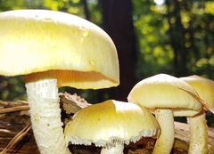 Neolentinus lepideus