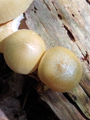 Neolentinus lepideus