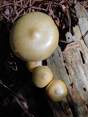 Neolentinus lepideus