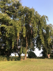 Prunus pendula