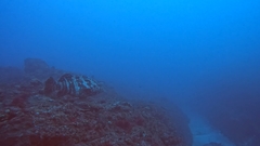 Epinephelus