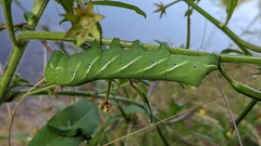 Eumorpha fasciatus