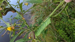 Eumorpha fasciatus