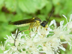 Tenthredo finschi