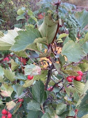 Crataegus chrysocarpa