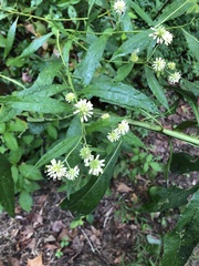 Verbesina walteri