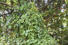 Cissus repanda