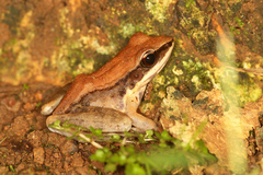 Sylvirana mortenseni