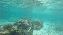 Abudefduf sexfasciatus