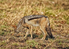 Lupulella mesomelas mesomelas