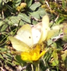 Colias hyale
