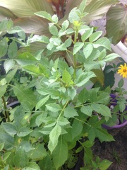 Bidens frondosa