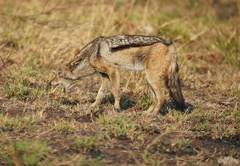 Lupulella mesomelas mesomelas