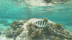 Abudefduf sexfasciatus
