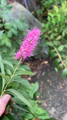 Spiraea douglasii
