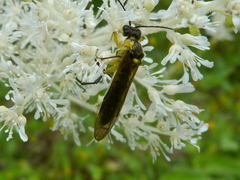 Tenthredo finschi