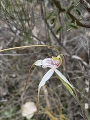 Caladenia longicauda
