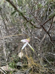 Caladenia longicauda