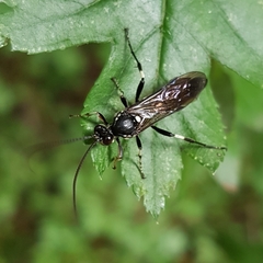 Coelichneumon
