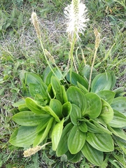 Plantago media