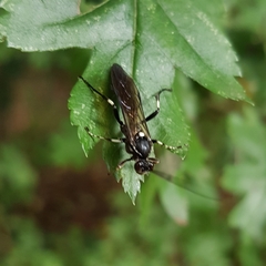 Coelichneumon