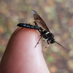 Coelichneumon