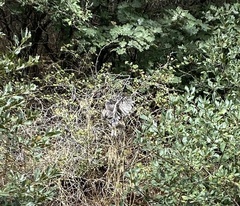 Megascops kennicottii